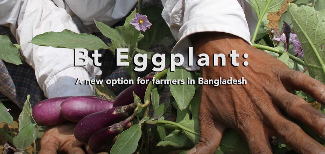 Bt Eggplant: A New Option for Farmers in Bangladesh
